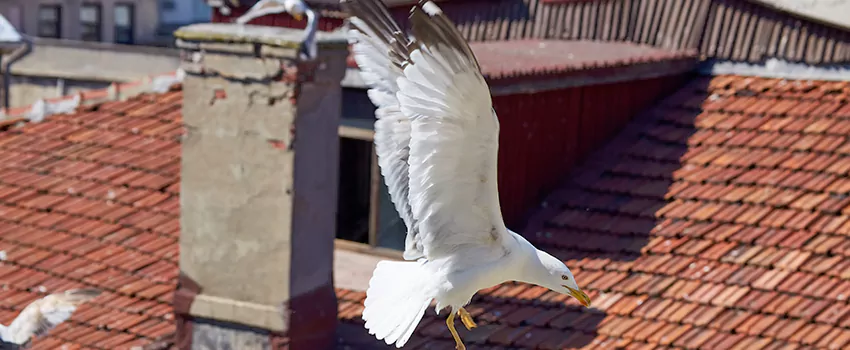 Residential Chimney Animal Removal Solution in Storrs, CT