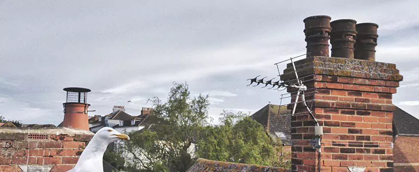 Chimney Cleaning And Restoration in Storrs, Connecticut